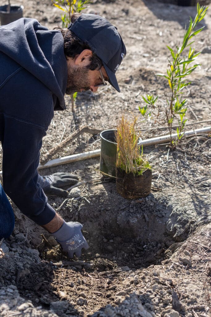 person planting a plant