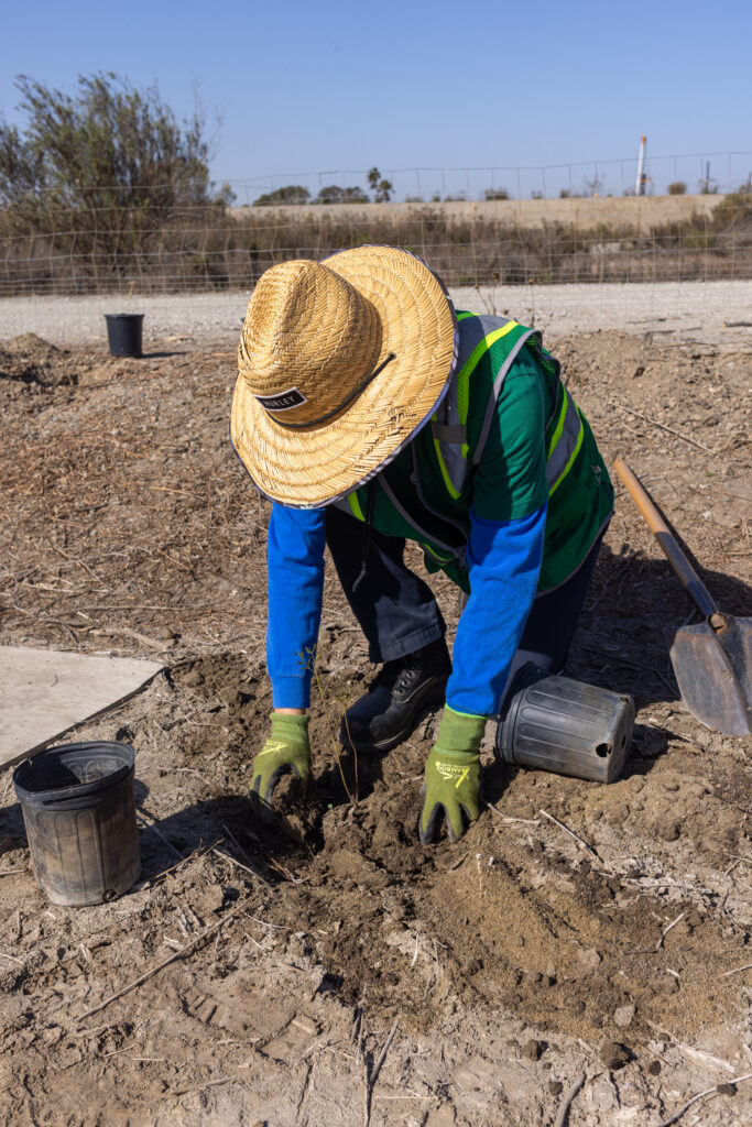 person planting a plant