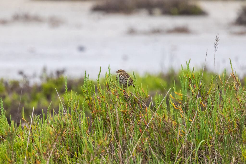 bird in grass by body of water