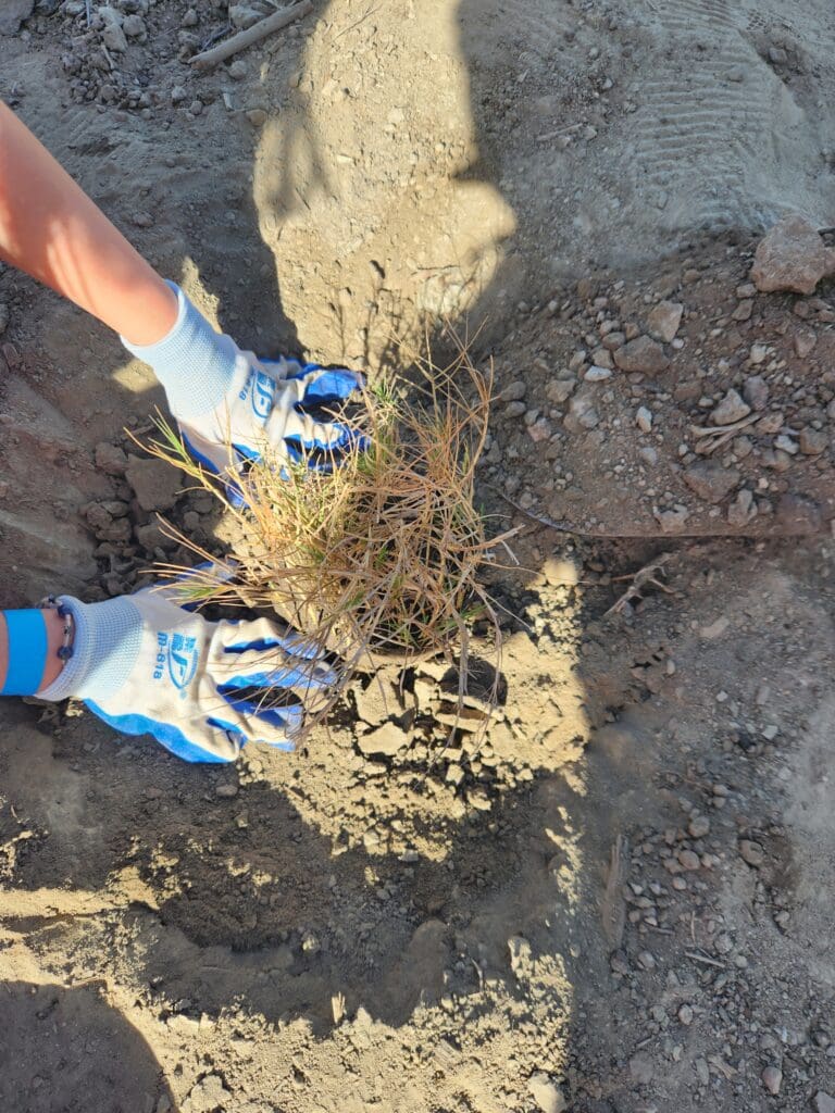 person planting a plant
