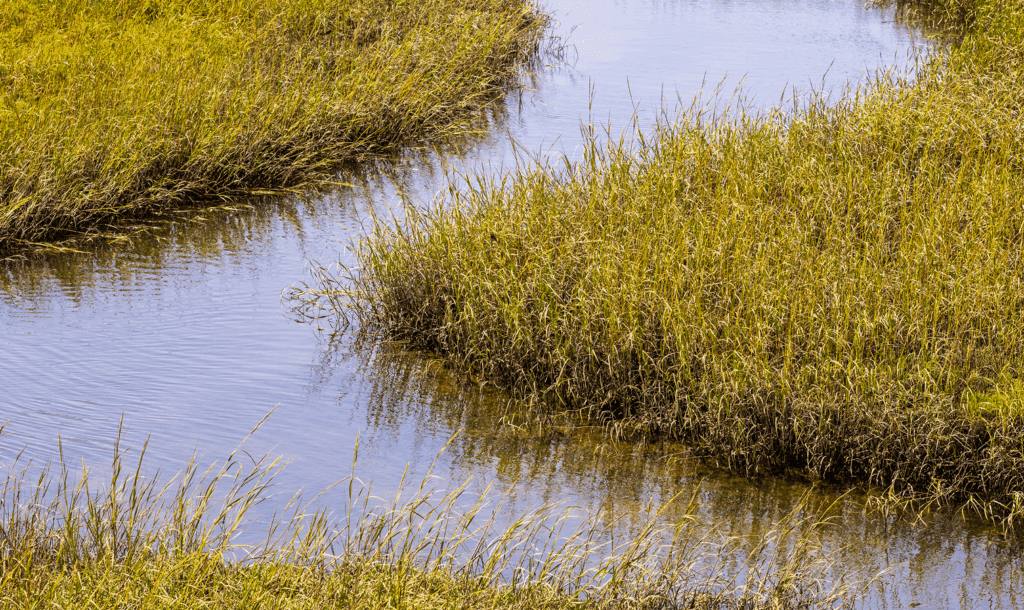 a river with grass around it zoomed in
