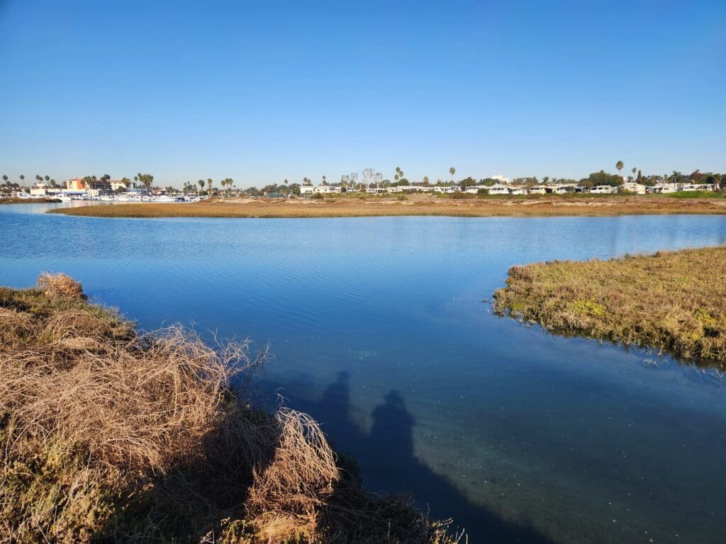 wetlands with buildings in the background