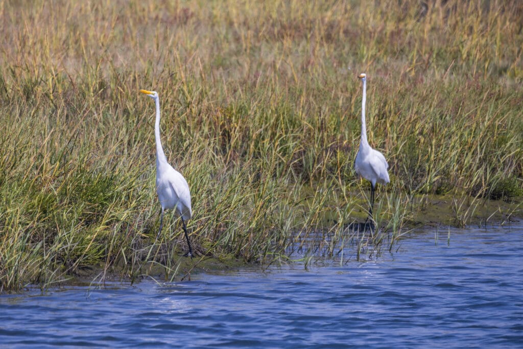 birds roaming by wetlands