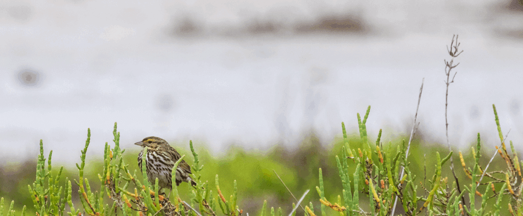 bird in grass by body of water
