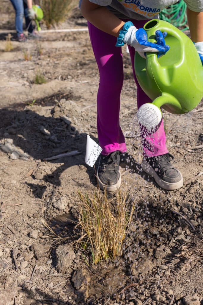 person watering freshly planted plants